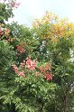 Fall Flower Pics 119_sm.jpg, 15kB